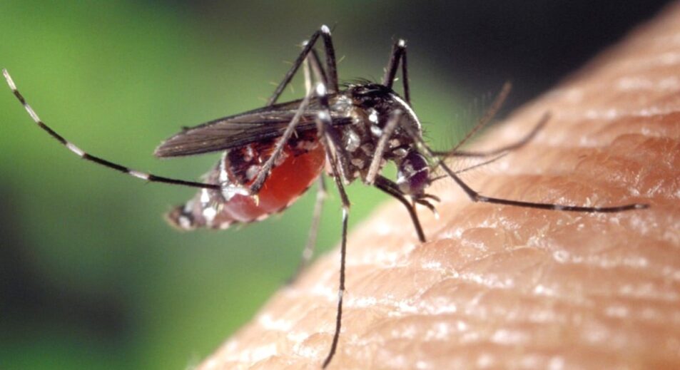 Mosquito Spraying in Worcester Starting July 7