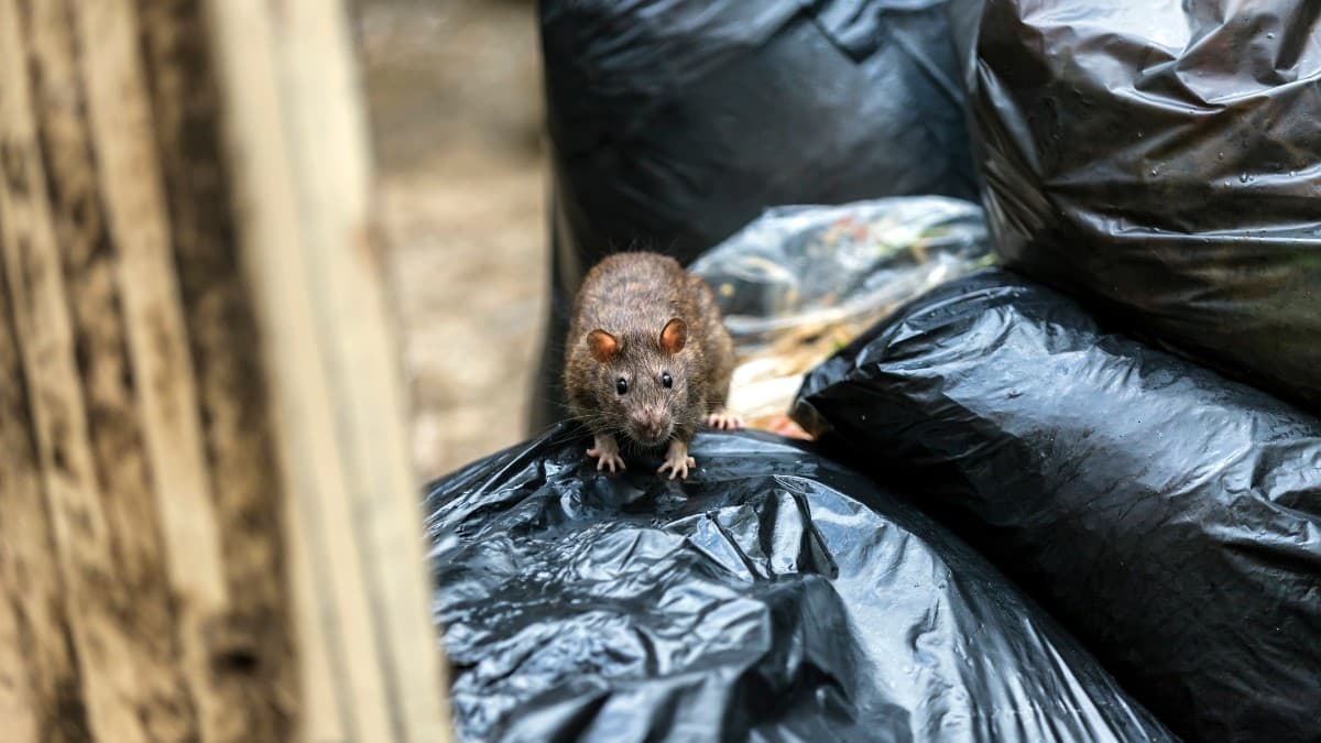 12 Ways Worcester is Dealing with Rodents, Nuisances
