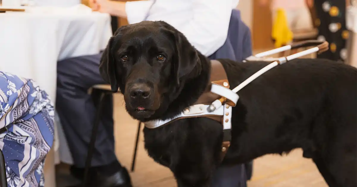 Worcester DA Announces Grant for Countywide Comfort Dogs